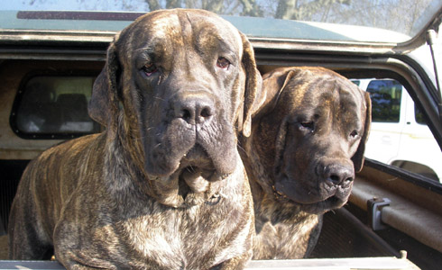 Bessie & Archie